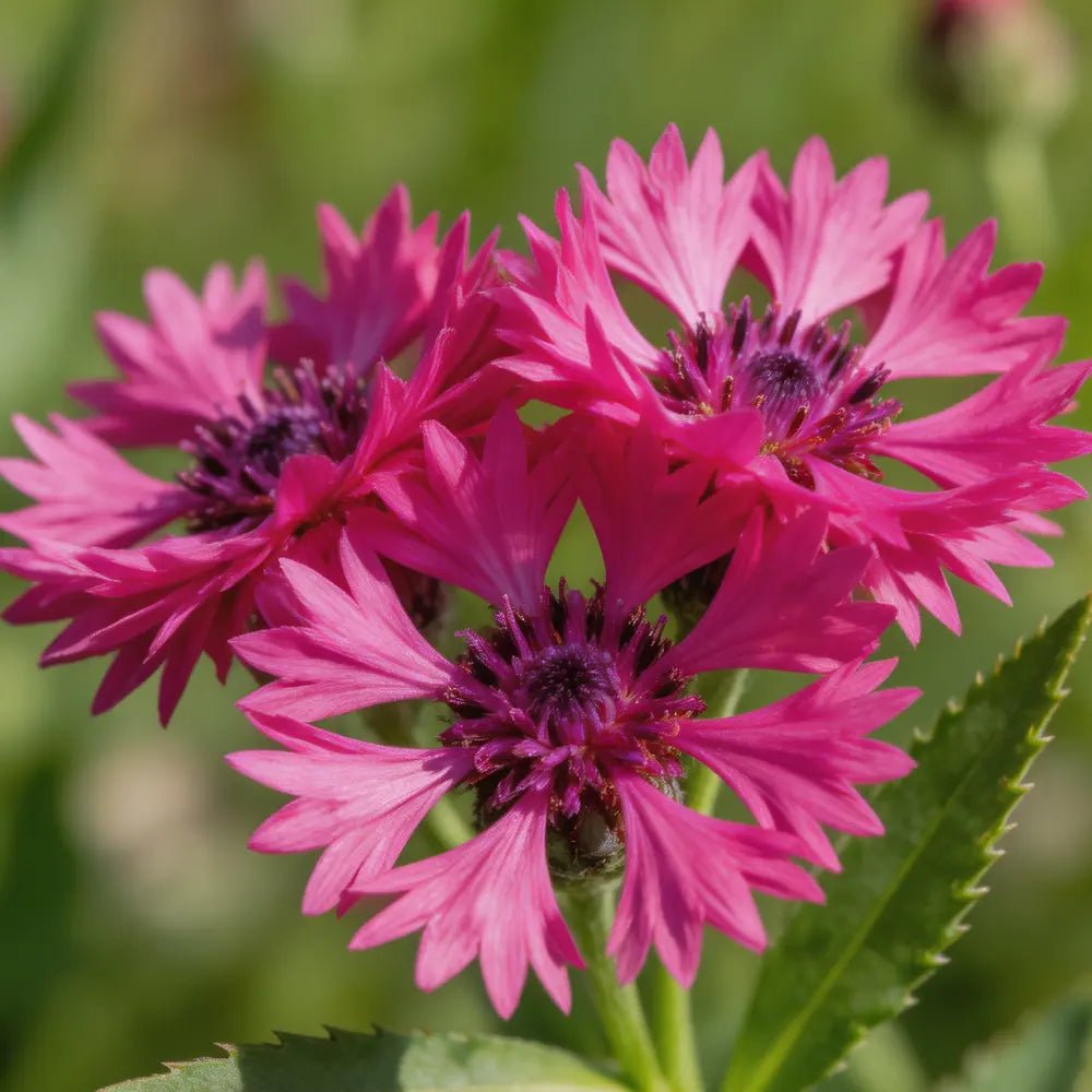 Rose Red Cornflower Seeds - Verdseeds